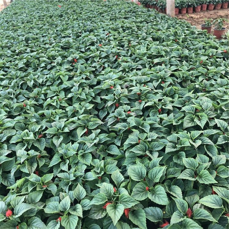 一串红双色盆 青州花卉苗木 一串红种植基地 可以电话联系哦