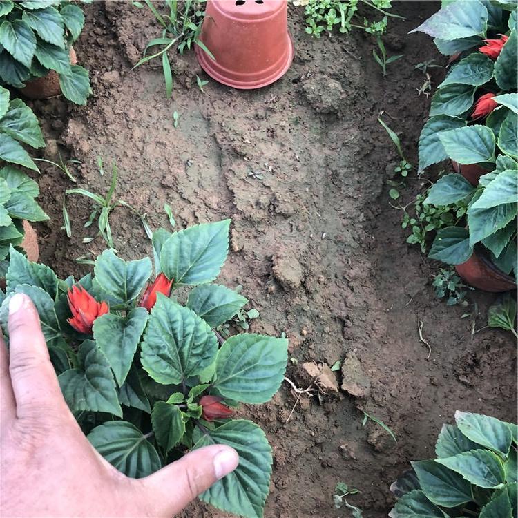 一串红 青州花卉苗木 一串红种植基地 好苗预定