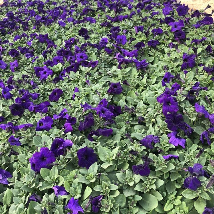 粉色牵牛花 基地供应 山东牵牛基地
