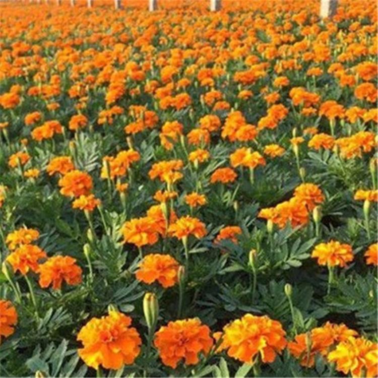 孔雀草报价  孔雀草行情  山东孔雀草种植基地