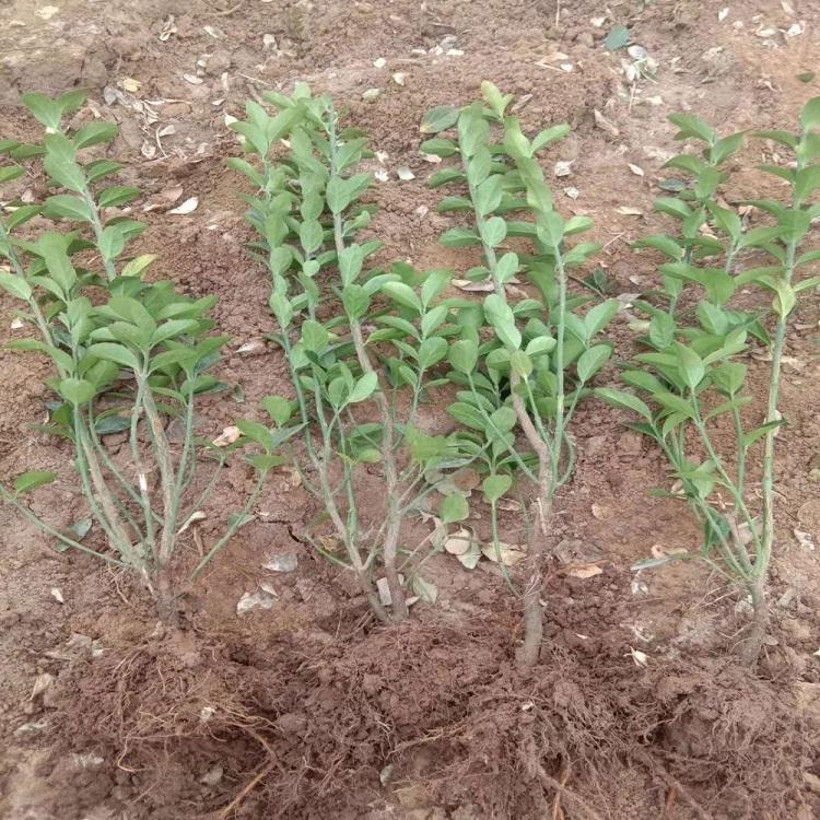种植冬青 冬青报价 大叶黄杨价格
