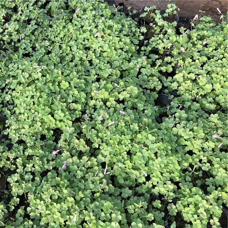苗圃供应 山东醡浆草 醡浆草批发