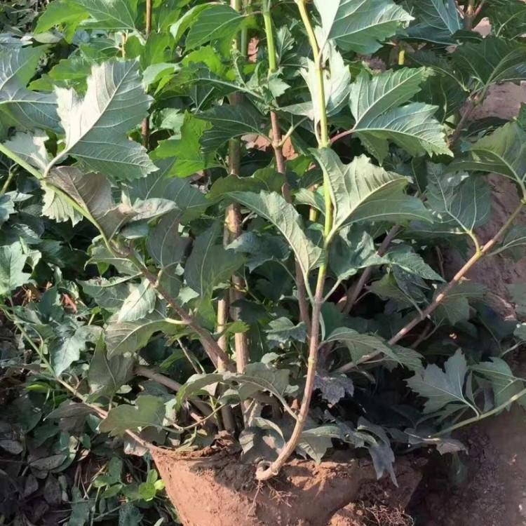 天目琼花价格 青州天目琼花 采购基地