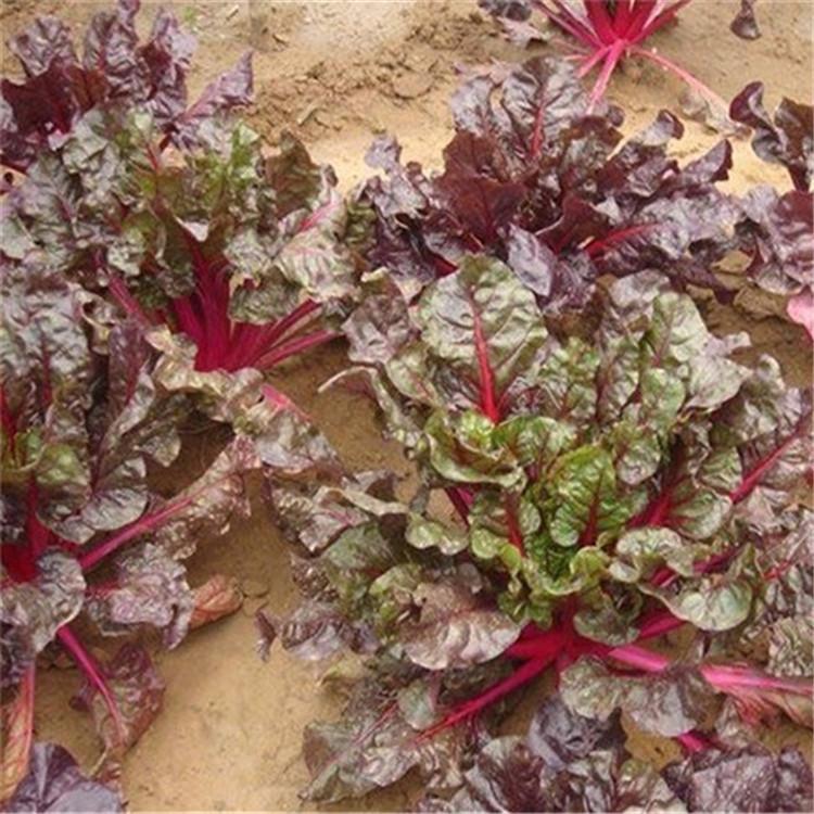 大量批发红叶甜菜  红叶甜菜种植基地  红叶甜菜价格