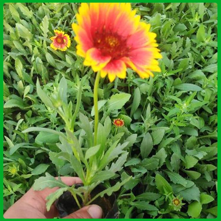天人菊批发商 青州宿根草花 天人菊