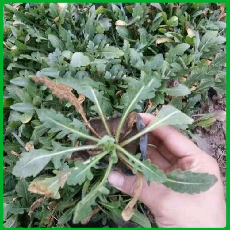 基地推荐 天人菊苗 天人菊批发商