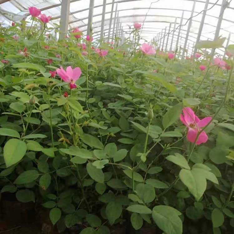丰花月季种植基地  丰花月季批发商   丰花月季价格
