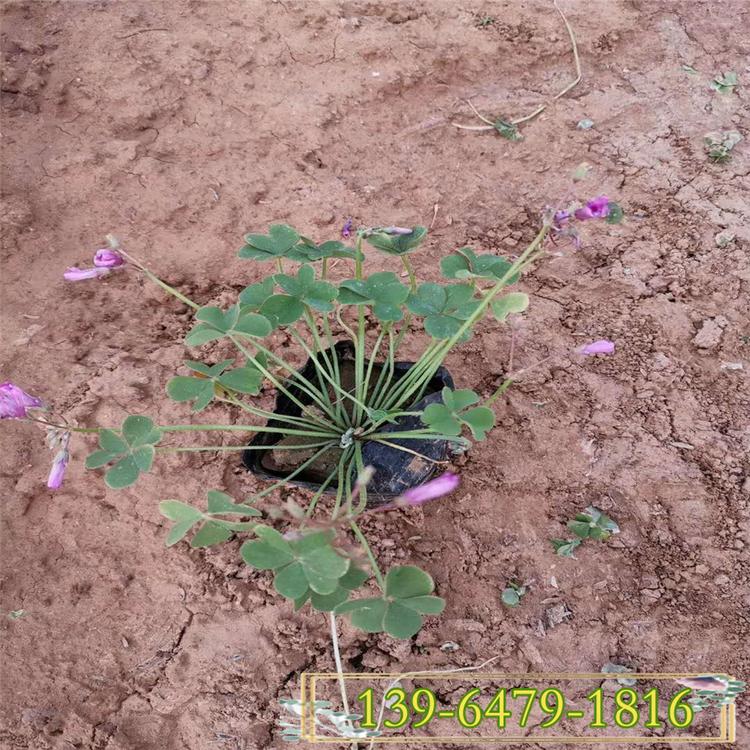 红花酢浆草现货直发 盆苗酢酱草 山东紫叶酢浆草批发