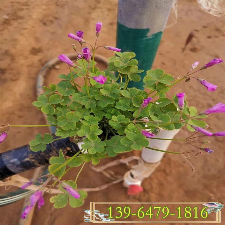 红花醡浆草 耐湿宿根花卉醡浆草 耐热花卉夏季草花