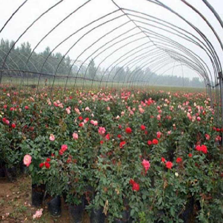 丰花月季报价  丰花月季供应商  丰花月季种植基地