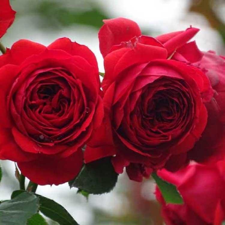 丰花月季  山东丰花月季  丰花月季行情