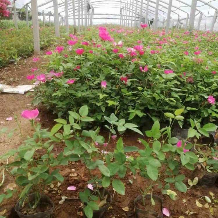 月季种植基地  月季报价 山东丰花月季行情