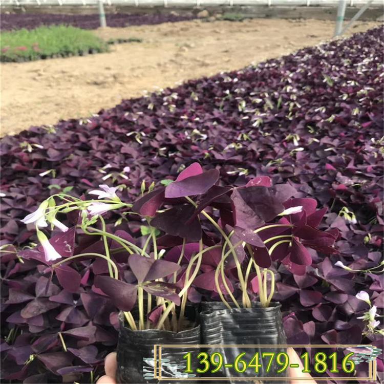 红花酢酱草 炸酱草价格 批发紫叶三叶草 地被铺地花海