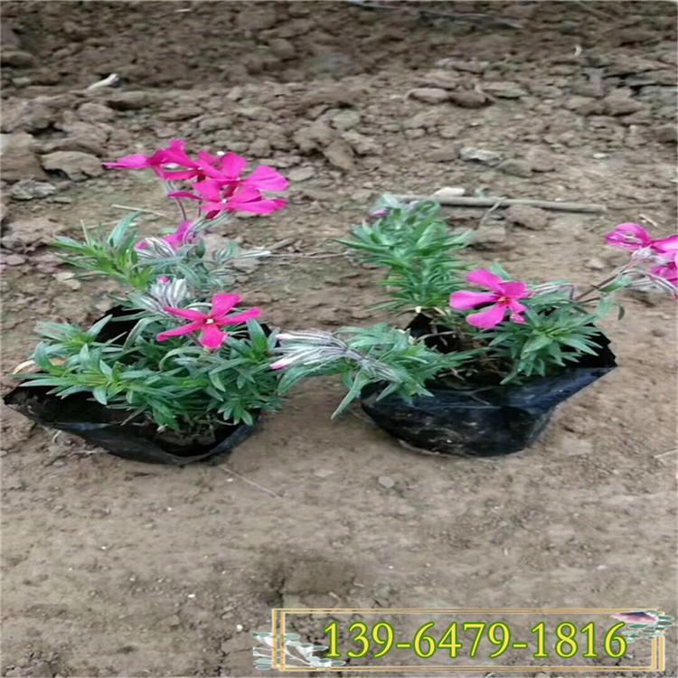 福禄考盆苗 丛生福禄考价格 种植基地出售花海专用花卉