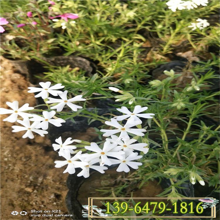 丛生福禄考 芝樱花盆栽花苗 山东青州基地花海专用花卉