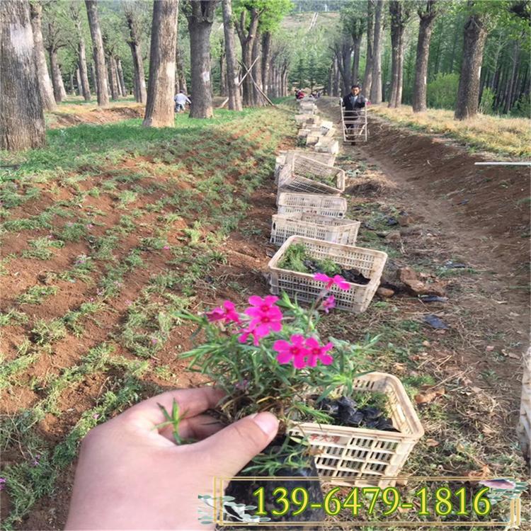 宿根直立福禄考带土苗 丛生福禄考杯苗 小区市政工程绿化