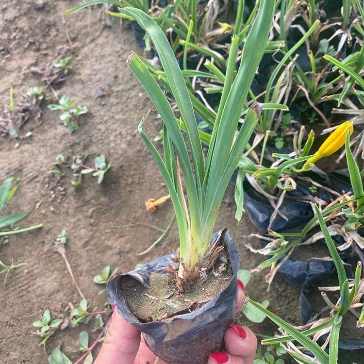 量大优惠 金娃娃萱草 金娃娃萱草批发商