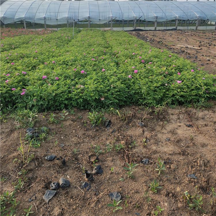 四季玫瑰基地直销  批发四季玫瑰  绿化专用四季玫瑰  四季玫瑰容器苗