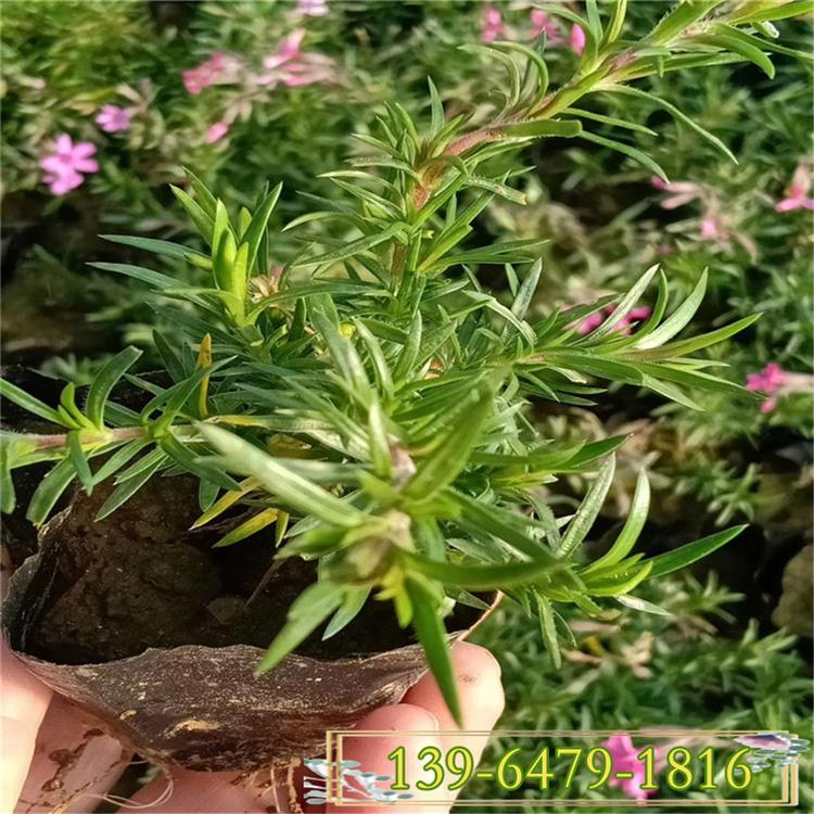丛生福禄考 多年生芝樱花 花海景观屋顶绿化常用植物