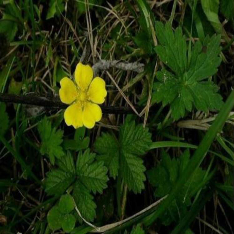 青州三叶委陵菜种植基地  三叶委陵菜培育基地