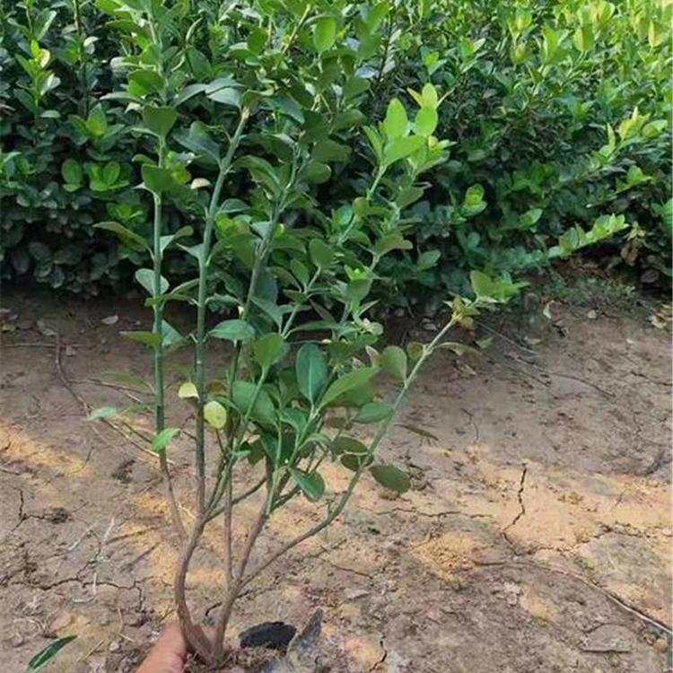 卫矛小苗 青州绿化苗木 卫矛培育