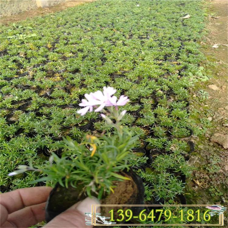 白色丛生福禄考盆苗 芝樱花考育苗基地 耐热花卉品种