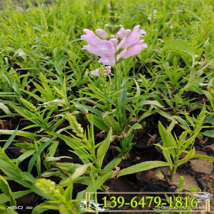 假龙头 青州花卉批发假龙头盆苗 粉花假龙头价格