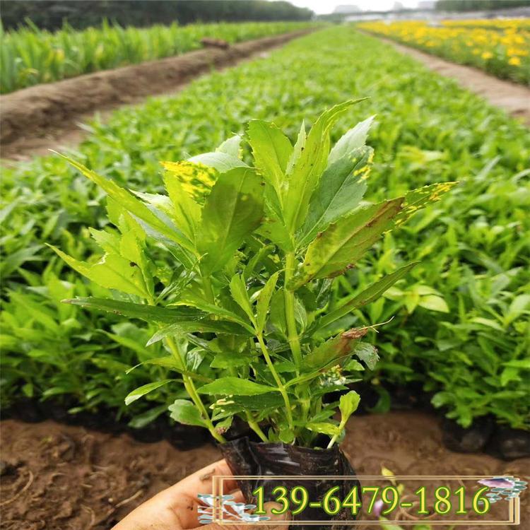 倒棚处理假龙头 多年生花卉假龙头杯苗 青州基地种植