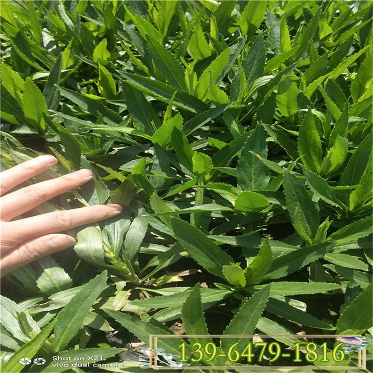 青州宿根地被花卉 批发基地出售假龙头营养钵苗 粉花假龙头绿化苗