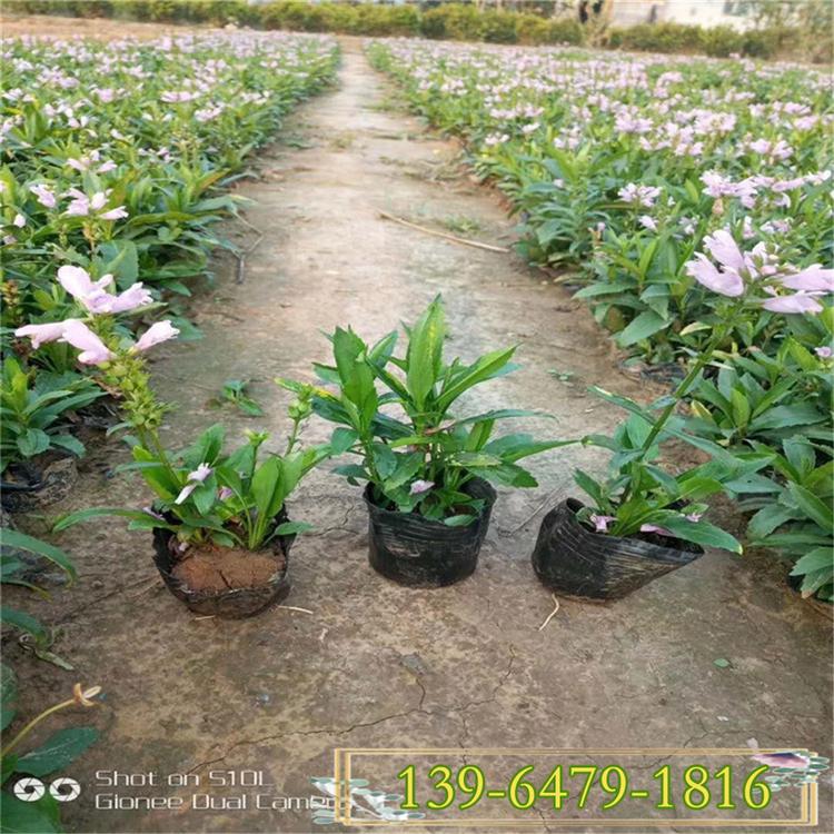 花期8-10月的植物假龙头花苗 假龙头小苗价格 根系好易成活