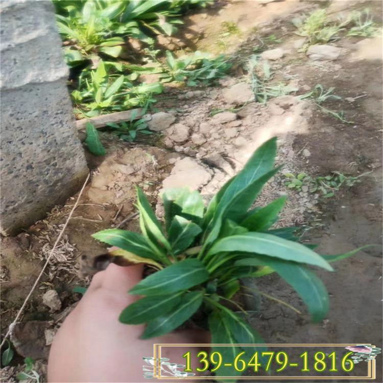 宿根假龙头图片 地被景观建设假龙头花苗 青州花卉基地