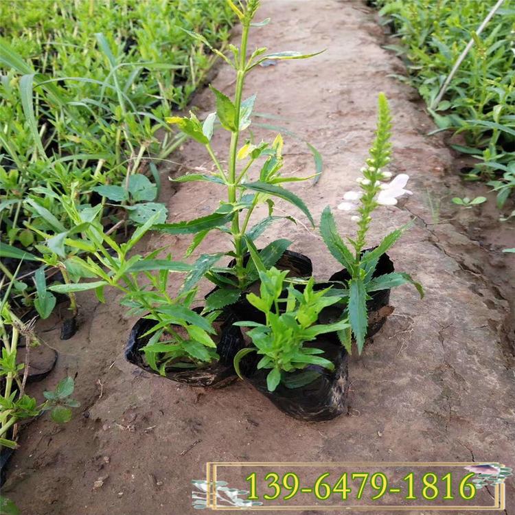 假龙头营养杯苗价格 多年生宿根花卉粉花假龙头  绿化苗子