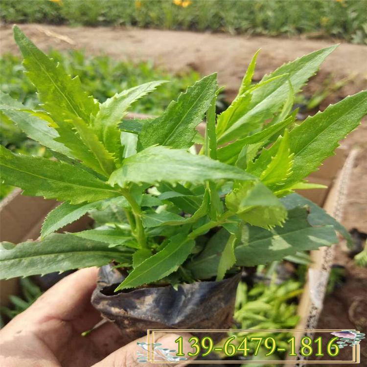 山东宿根花卉随意草 假龙头花图片 粉花假龙头基地