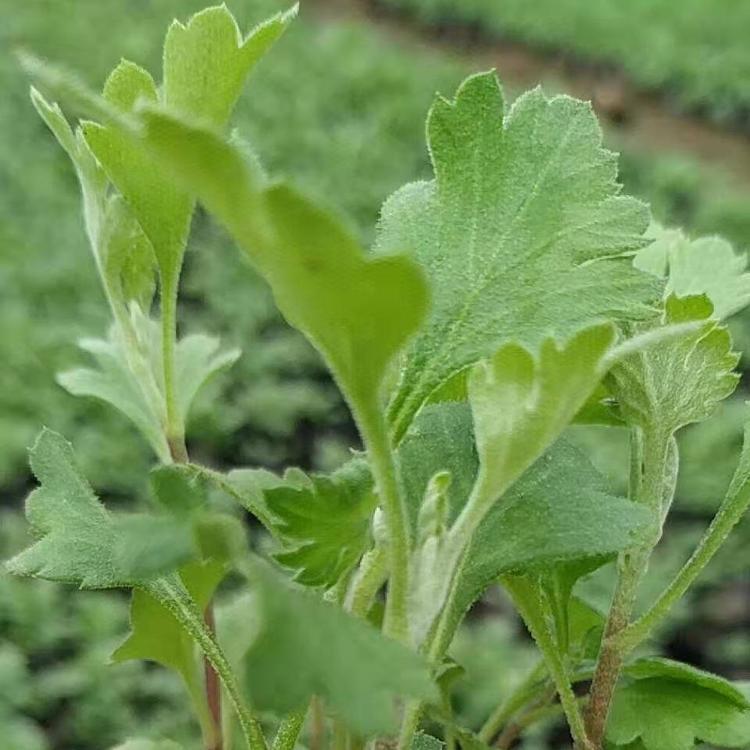 青州地被菊种植基地 地被菊供应商  地被菊批发