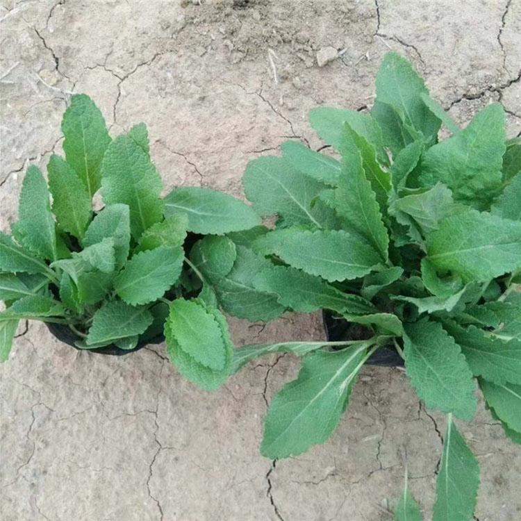 潍坊草花供应商  金鸡菊报价  金鸡菊行情