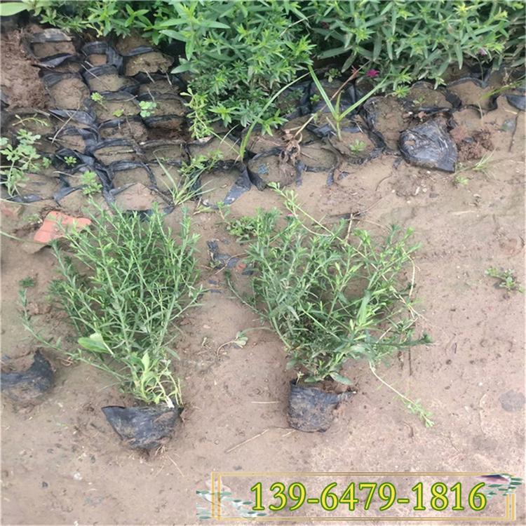 荷兰菊 多色荷兰菊盆苗 四季荷兰菊草花盆栽 花坛花境公园