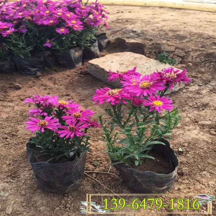 四季荷兰菊盆苗 花坛花境公园绿化常用植物 紫色小花