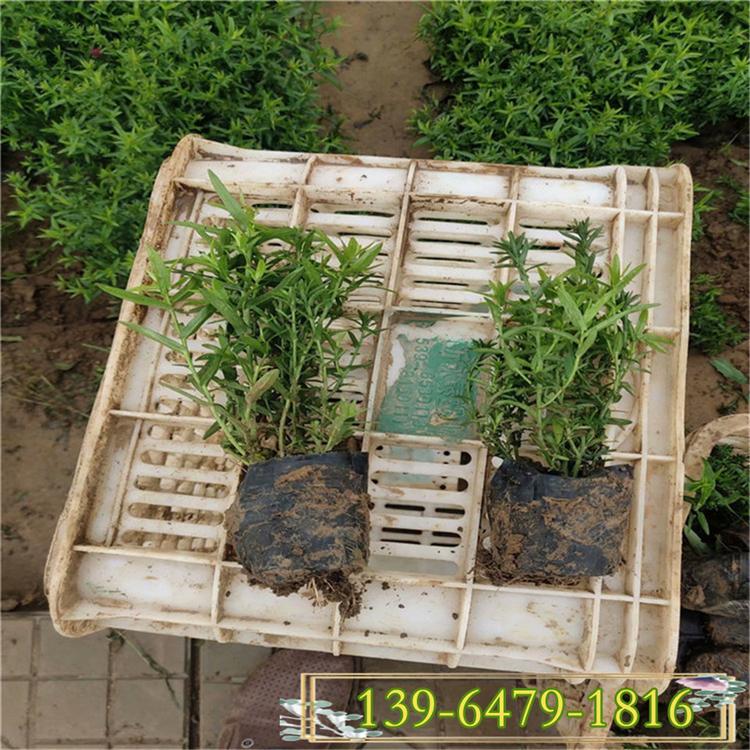 荷兰菊图片 耐寒宿根花卉工程苗子  四季荷兰菊等品种多
