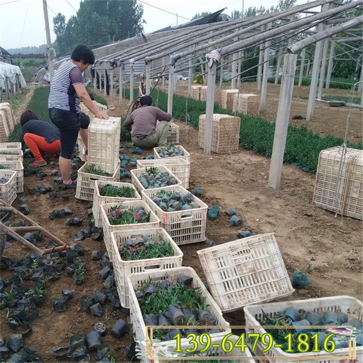 山东青州荷兰菊基地 青州宿根花卉价格 耐旱植物花期长