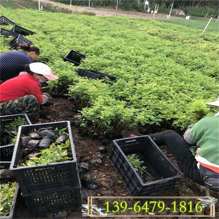 低矮植物荷兰菊 荷兰菊培育基地 荷兰菊花期