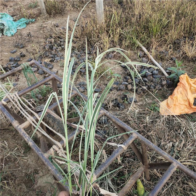 花叶芒基地直销  批发花叶芒价格   观赏草基地花叶芒 大量出售花叶芒
