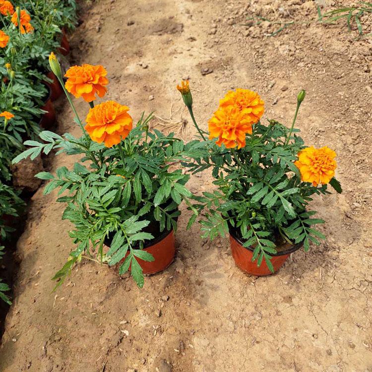 潍坊孔雀草种植基地  孔雀草小苗批发  批发优惠