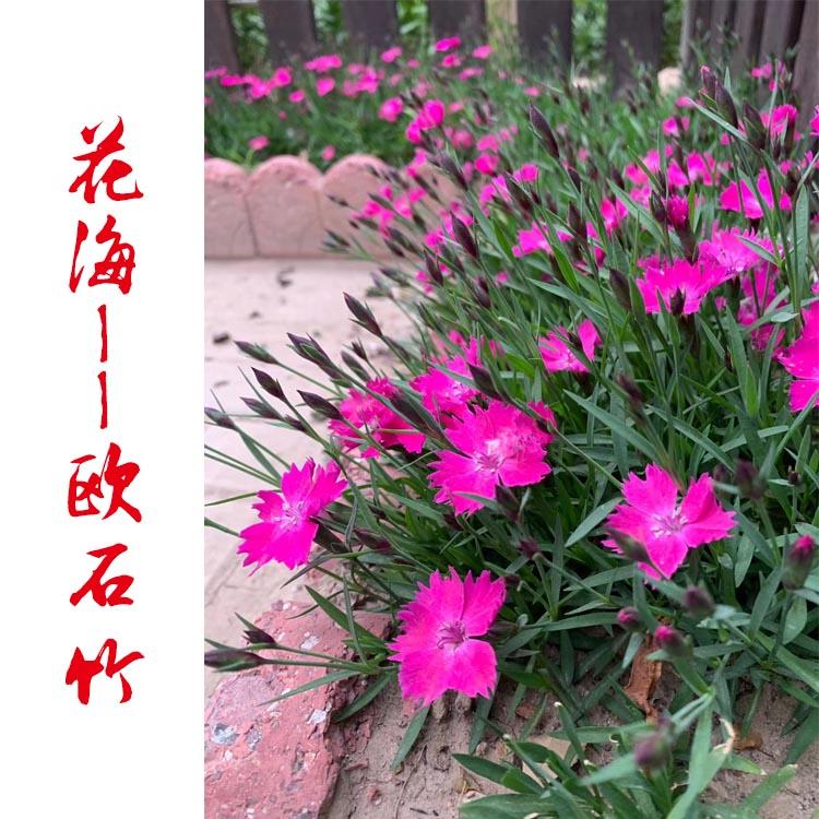 欧石竹 粉贝