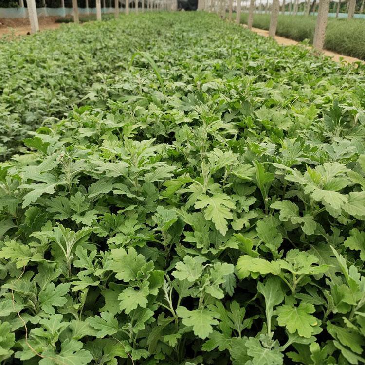 潍坊荷兰菊种植基地  荷兰菊报价  荷兰菊培育