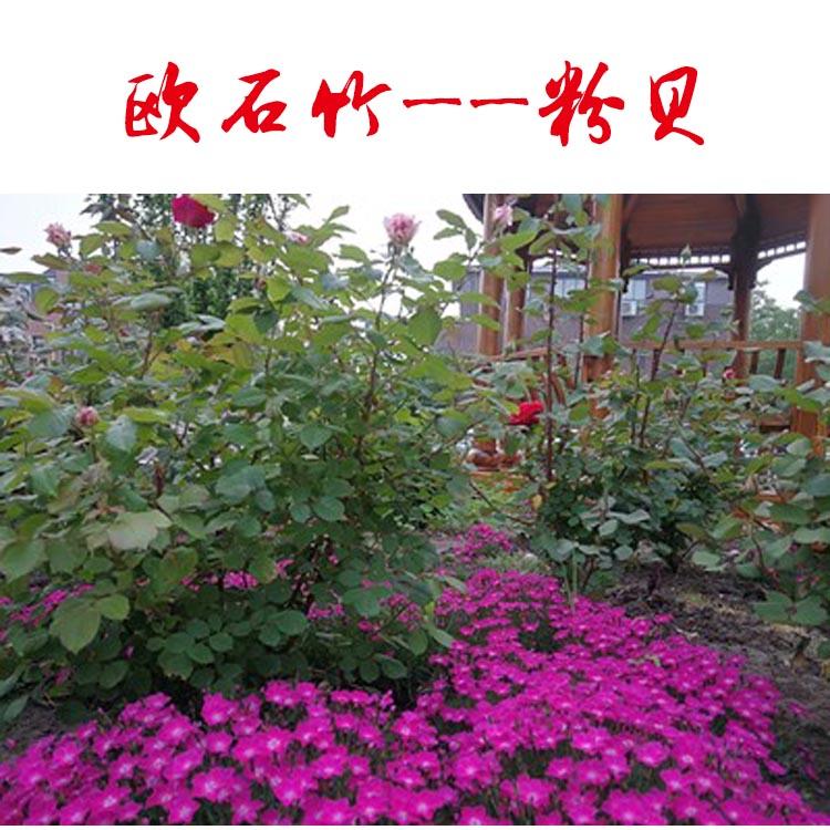 欧石竹管理养护方法