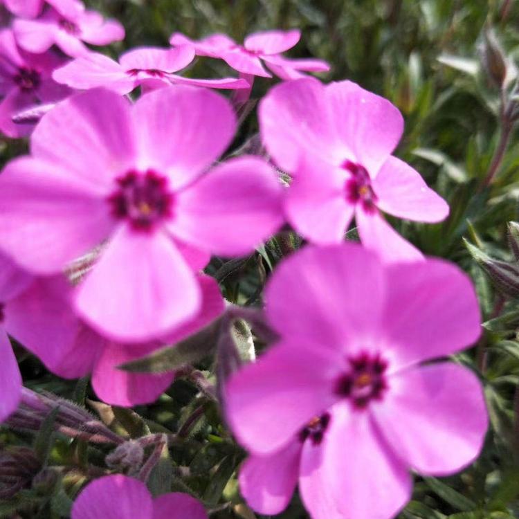 花海首选   芝樱批发    福禄考价格