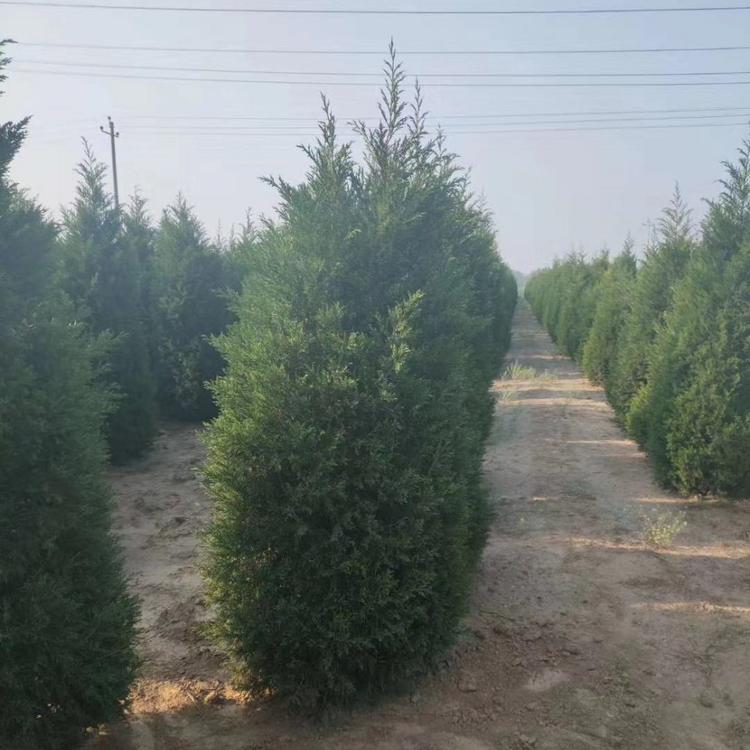 一级蜀侩    蜀侩价格   蜀侩基地大量供货