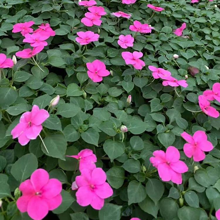 凤仙花 批发凤仙花 凤仙花基地