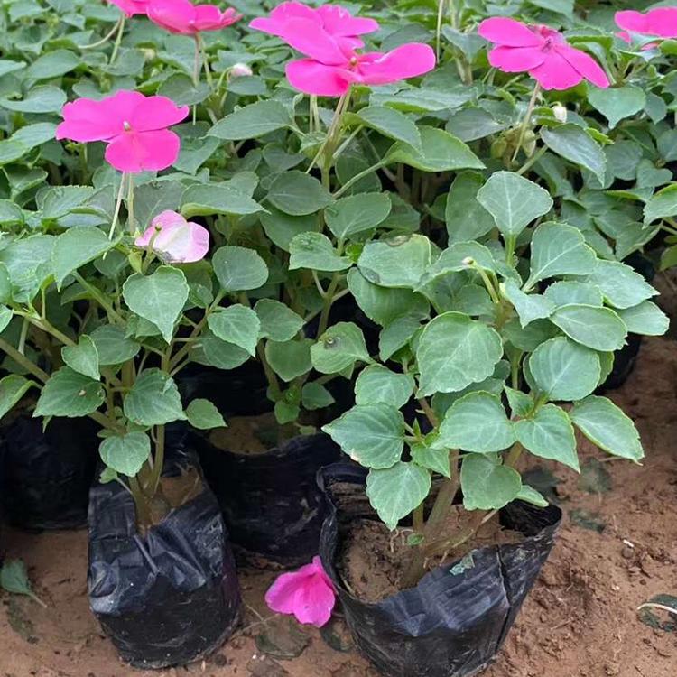 凤仙花苗 大量出售凤仙花苗 凤仙花苗基地