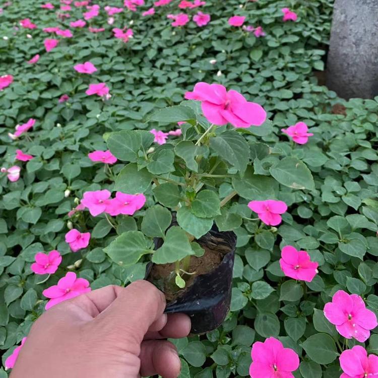 凤仙 大量出售凤仙 凤仙销售